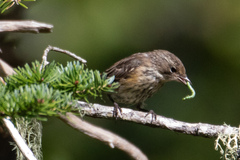 Setophaga coronata coronata