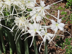 Hymenocallis occidentalis