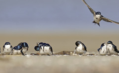 Tachycineta leucopyga