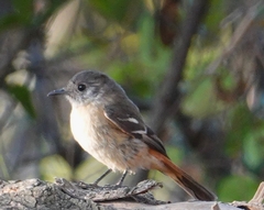 Knipolegus aterrimus