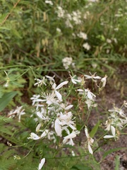 Oenothera lindheimeri