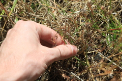 Centaurium erythraea