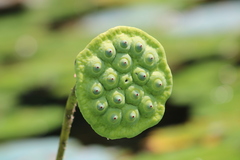 Nelumbo nucifera