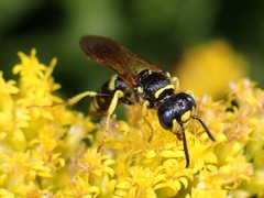 Philanthus solivagus
