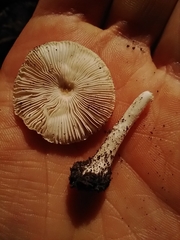 Lepiota