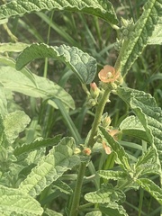 Sphaeralcea angustifolia