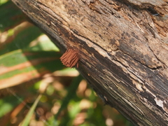 Stemonitis splendens