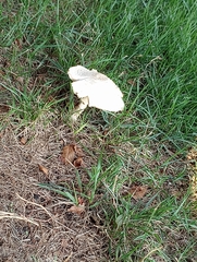 Fungi
