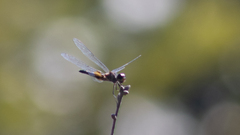Celithemis martha