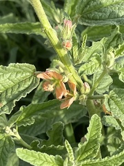Sphaeralcea angustifolia