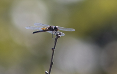 Celithemis martha