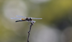 Celithemis martha