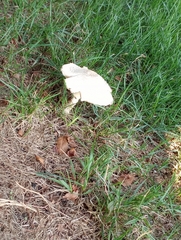 Fungi