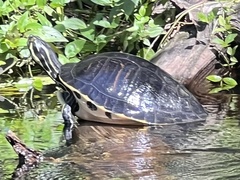 Pseudemys peninsularis