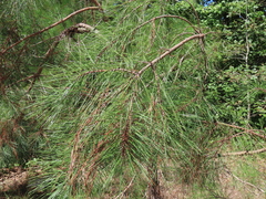 Pinus taeda