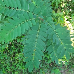 Robinia pseudoacacia