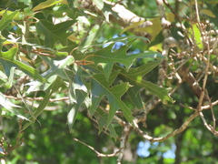 Quercus falcata