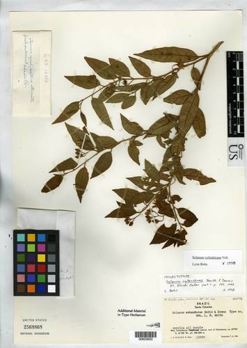 Solanum cylindricum