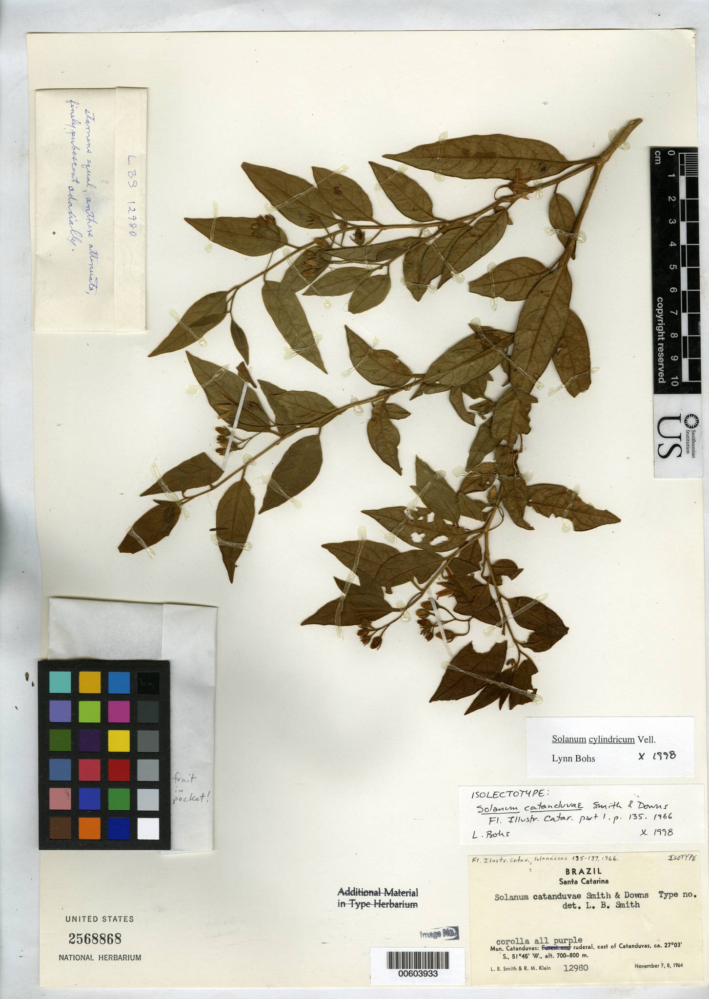 Solanum cylindricum