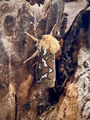 Gazoryctra roseicaput