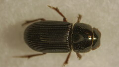 Ataenius