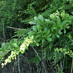 Ligustrum quihoui