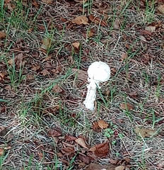 Fungi