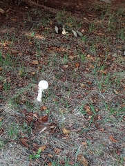 Fungi