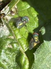 Lucilia