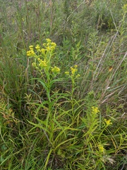Solidago riddellii