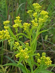 Solidago riddellii