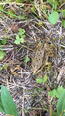 Rana luteiventris