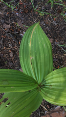 Veratrum