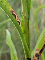 Solidago riddellii