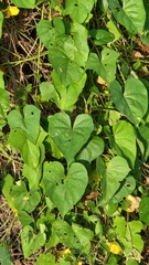 Ipomoea alba