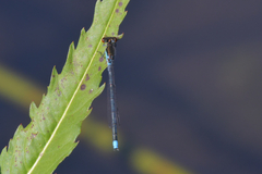 Erythromma najas