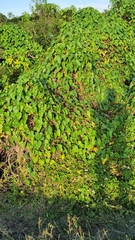 Ipomoea alba