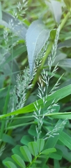 Diplachne fusca