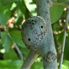 Callirhytis quercusbatatoides