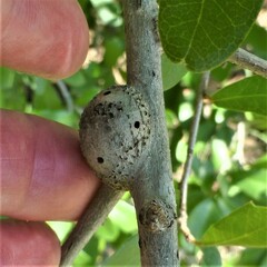 Callirhytis quercusbatatoides