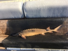 Acipenser fulvescens