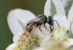 Halictus tripartitus