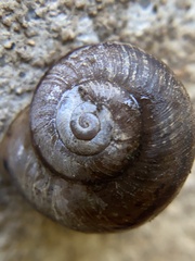 Helminthoglypta