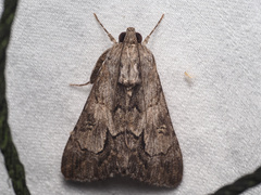 Melipotis jucunda