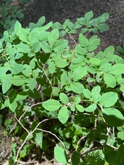 Vaccinium ovalifolium