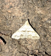 Phalaenophana pyramusalis