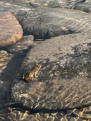 Rana luteiventris
