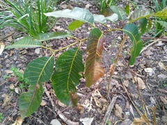 Canarium australianum