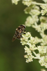 Copestylum tamaulipanum