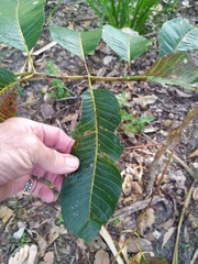 Canarium australianum